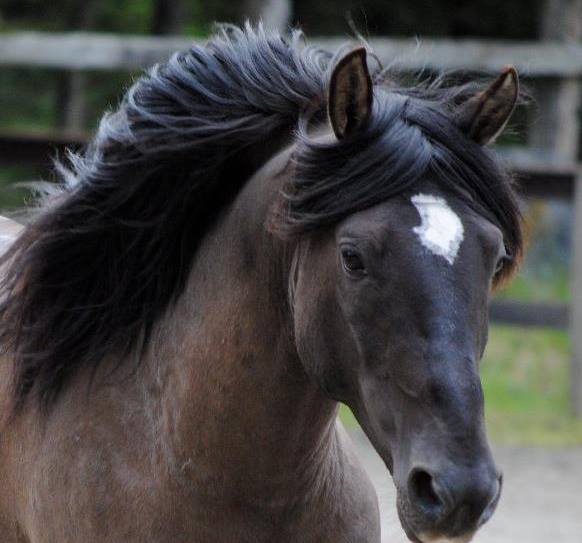 Spanish Mustang